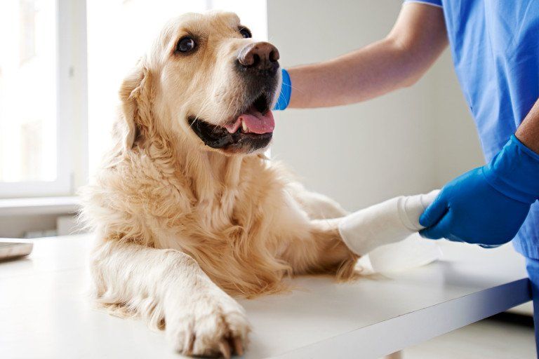 Wound Care for Dogs