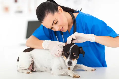 in-home vet care