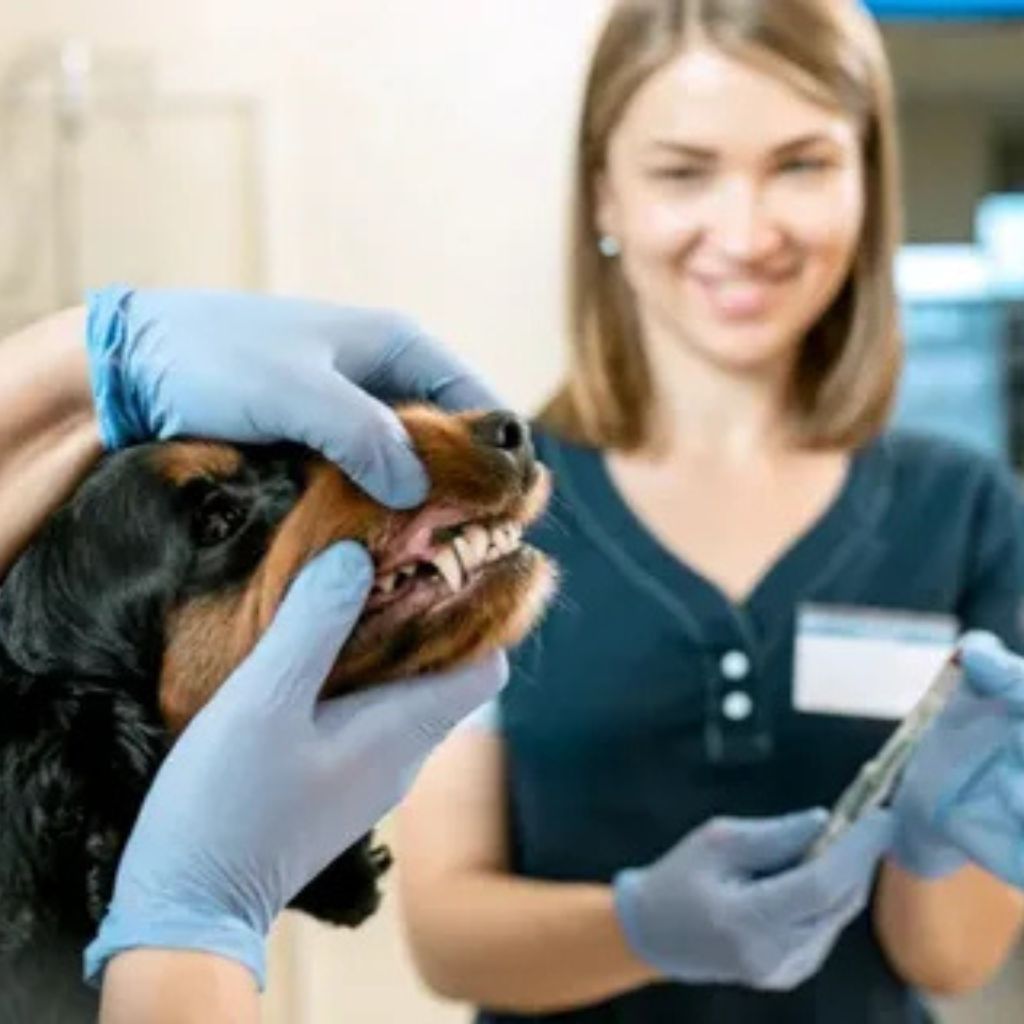 Veterinary Dental Care