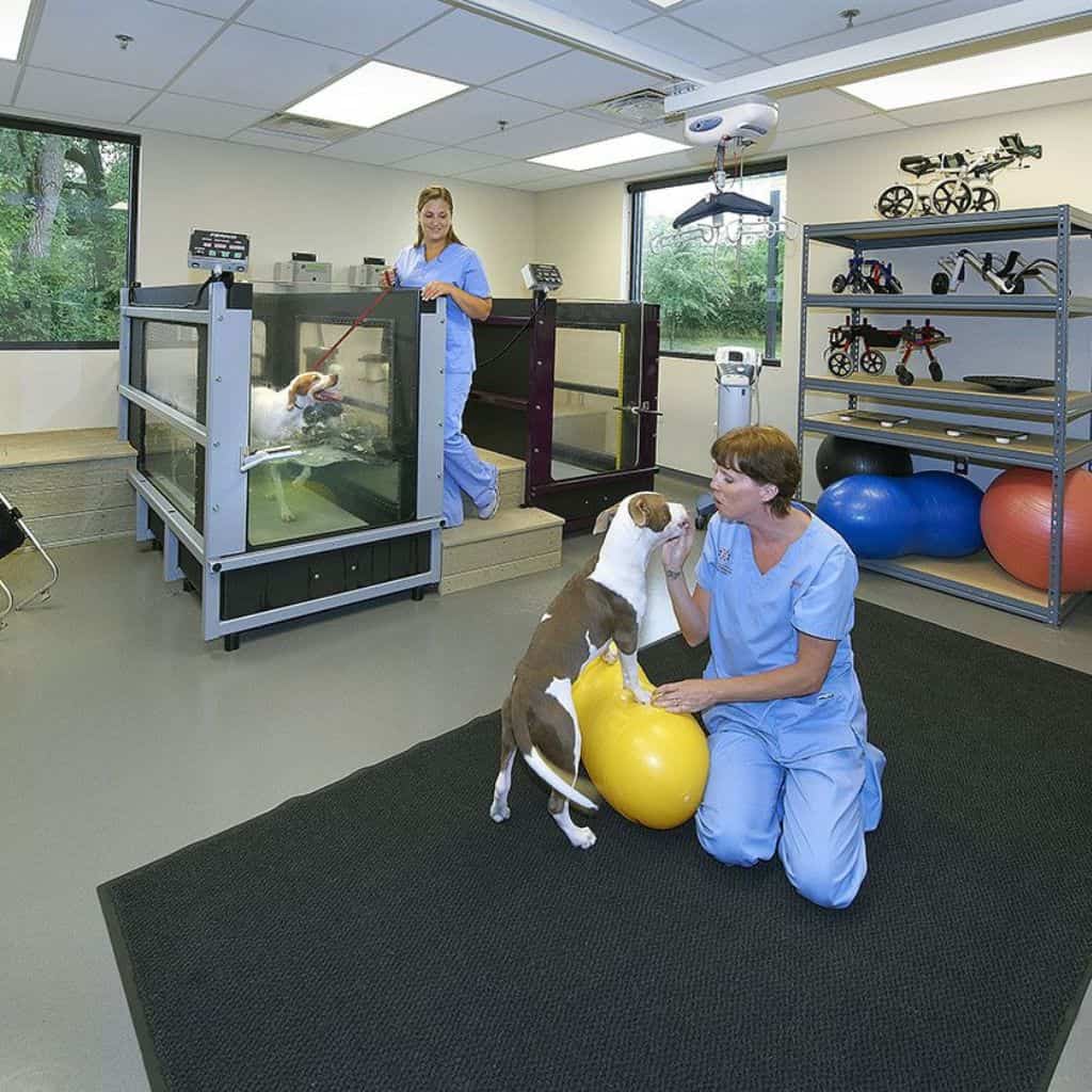 Veterinary Rehabilitation