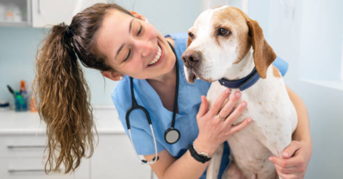 How To Find The Right Veterinarian For Your Pet