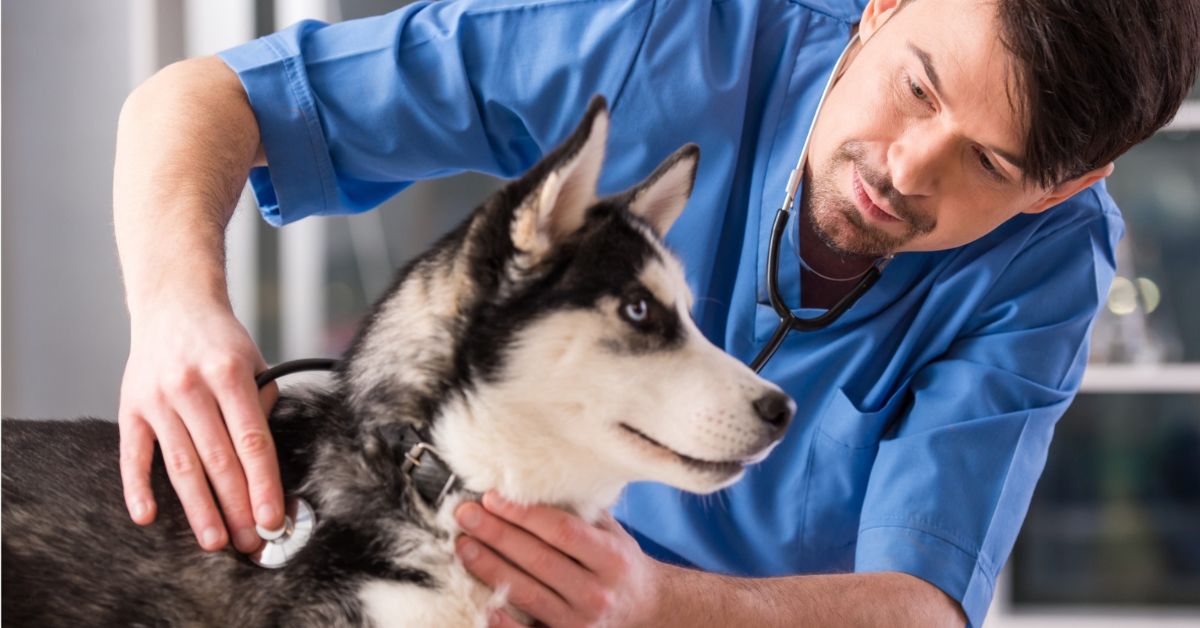 Veterinarian Responsibilities